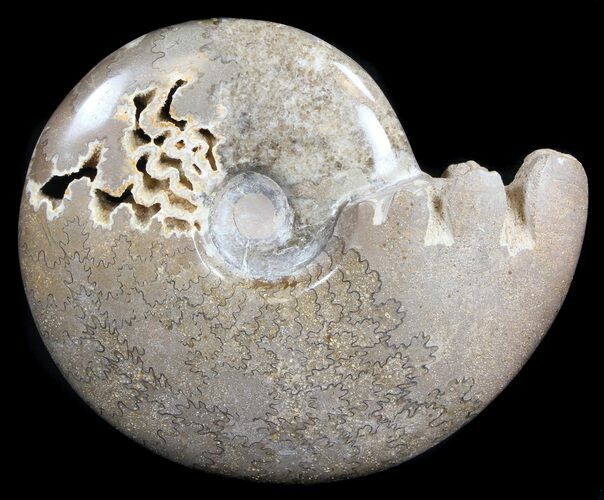 Polished Cretaceous Ammonite Fossil - Khenifra, Morocco #35302